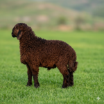 اعربي (محلي&سعودي)