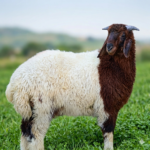 نعيمي (محلي & سعودي)